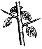 Leafed Thorn